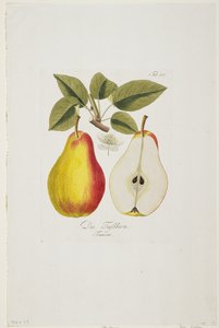 来自&39;Pomona Austriaca的死Fassbirn，或来自奥地利的果树&39;，1787-96（手工雕刻） 作者 约翰·卡夫（Johann Kraft）